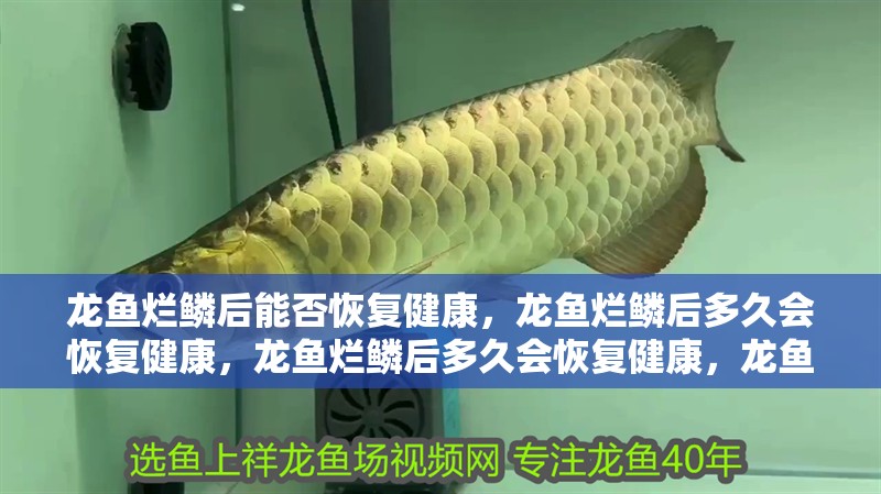 龍魚爛鱗后能否恢復(fù)健康，龍魚爛鱗后多久會(huì)恢復(fù)健康，龍魚爛鱗后多久會(huì)恢復(fù)健康，龍魚爛鱗后能否恢復(fù)健康