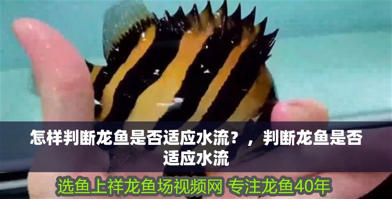 我的虎魚真菌感染了要怎么處理 怎樣判斷龍魚是否適應水流?,判斷龍魚是否適應水流 龍魚百科 怎樣判斷龍魚是否適應水流?,判斷龍魚是否適應水流 怎樣判斷龍魚是否適應水流?,判斷龍魚是否適應水流 龍魚百科