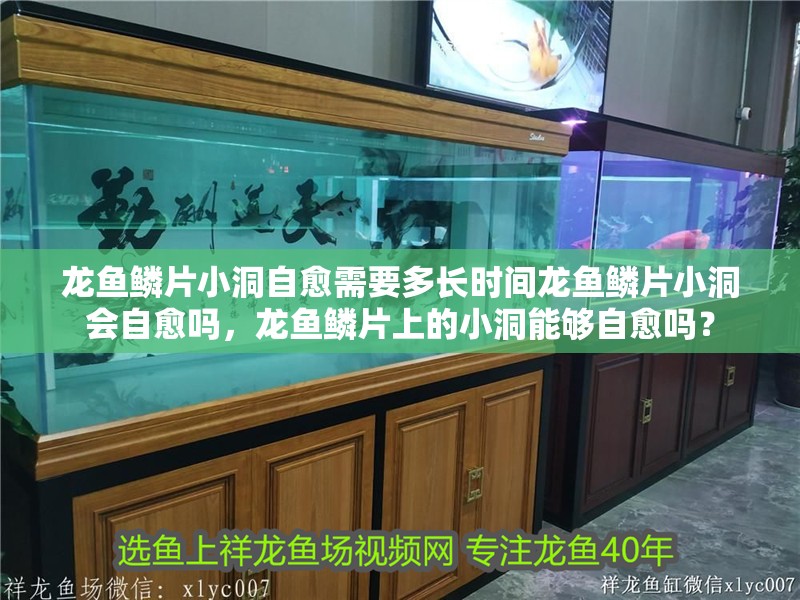 龍魚鱗片小洞自愈需要多長時間龍魚鱗片小洞會自愈嗎，龍魚鱗片上的小洞能夠自愈嗎？