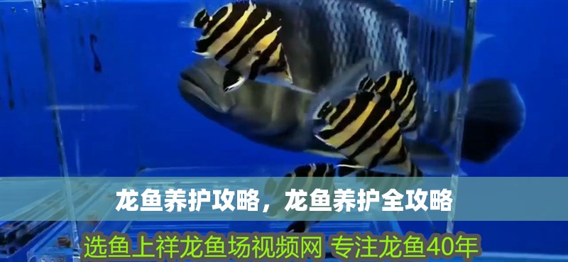 龍魚養護攻略，龍魚養護全攻略 龍魚養護攻略，龍魚養護全攻略 龍魚百科