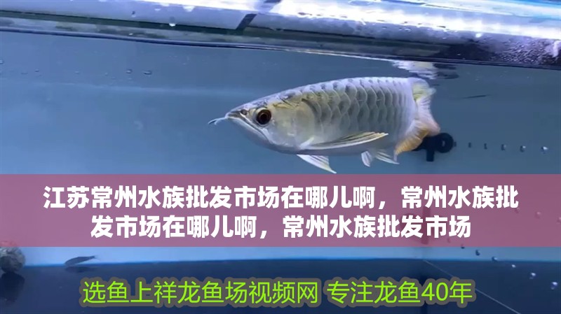 江蘇常州水族批發(fā)市場在哪兒啊，常州水族批發(fā)市場在哪兒啊，常州水族批發(fā)市場