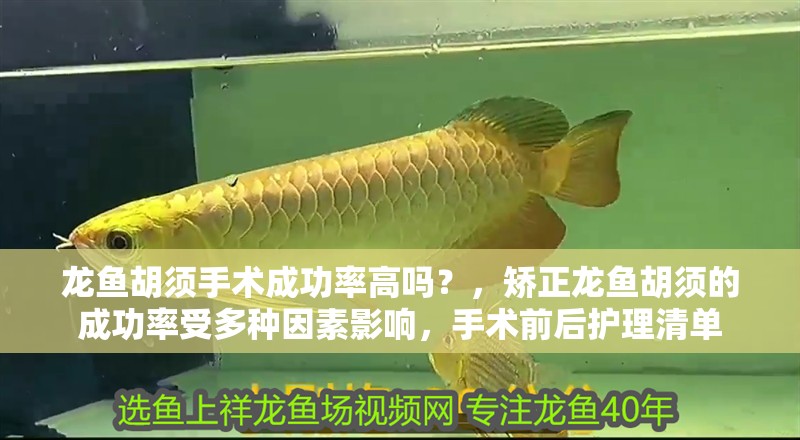 龍魚胡須手術成功率高嗎？，矯正龍魚胡須的成功率受多種因素影響，手術前后護理清單