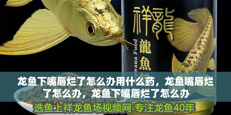 龍魚下嘴唇爛了怎么辦用什么藥，龍魚嘴唇爛了怎么辦，龍魚下嘴唇爛了怎么辦