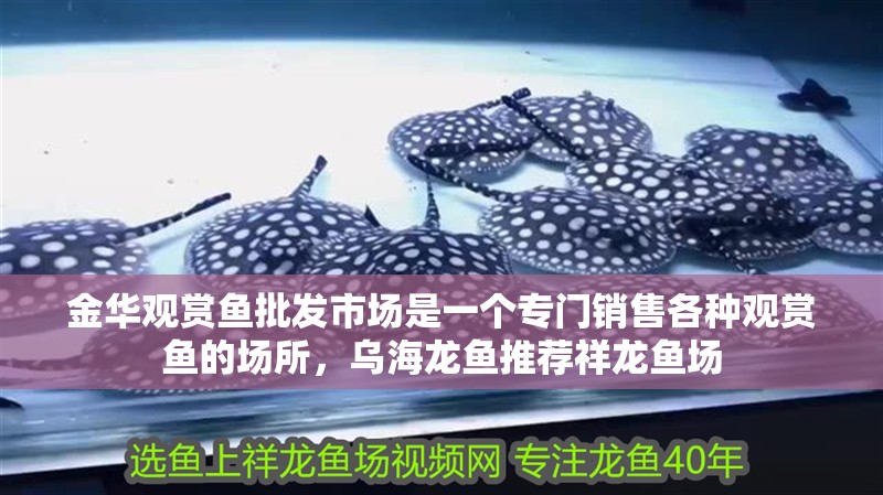 金華觀賞魚批發市場是一個專門銷售各種觀賞魚的場所，烏海龍魚推薦祥龍魚場