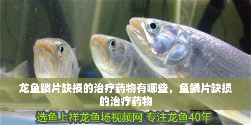 龍魚鱗片缺損的治療藥物有哪些，魚鱗片缺損的治療藥物