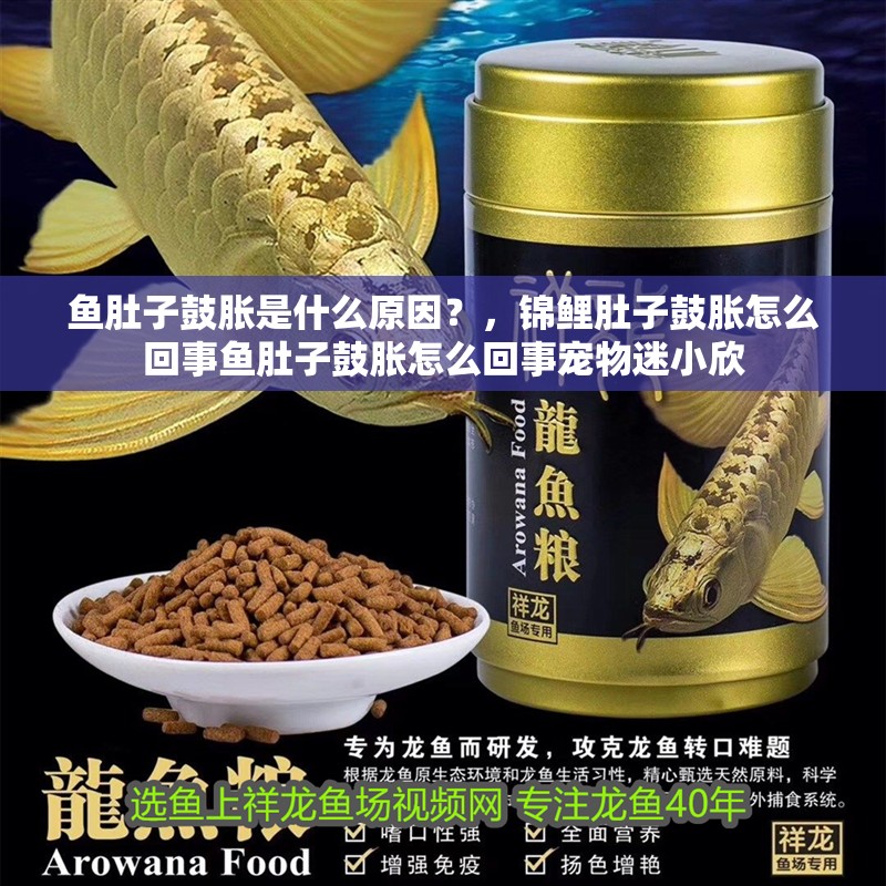 魚肚子鼓脹是什么原因？，錦鯉肚子鼓脹怎么回事魚肚子鼓脹怎么回事寵物迷小欣