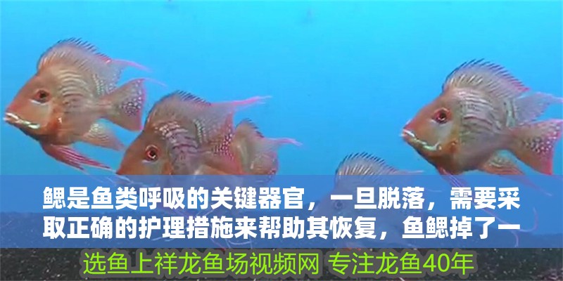 鰓是魚類呼吸的關鍵器官，一旦脫落，需要采取正確的護理措施來幫助其恢復，魚鰓掉了一塊會自己好嗎？