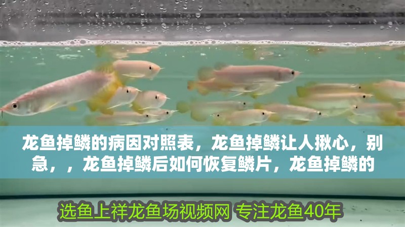 龍魚掉鱗的病因對照表，龍魚掉鱗讓人揪心，別急，，龍魚掉鱗后如何恢復鱗片，龍魚掉鱗的病因對照表