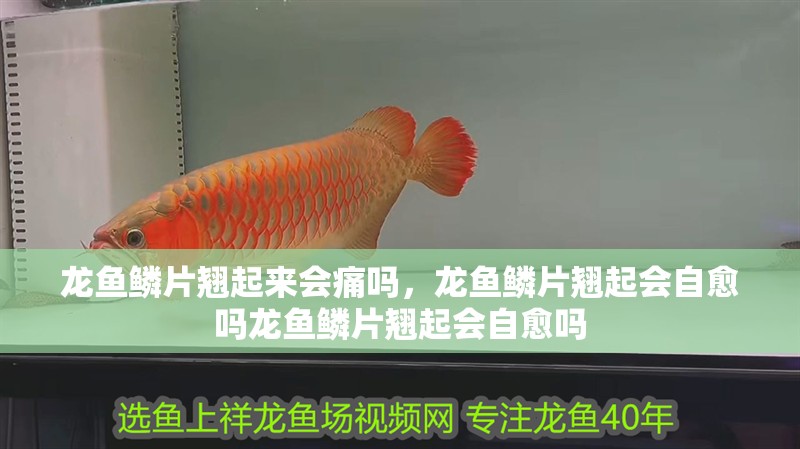 龍魚鱗片翹起來會痛嗎，龍魚鱗片翹起會自愈嗎龍魚鱗片翹起會自愈嗎
