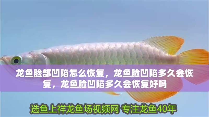 龍魚臉部凹陷怎么恢復，龍魚臉凹陷多久會恢復，龍魚臉凹陷多久會恢復好嗎