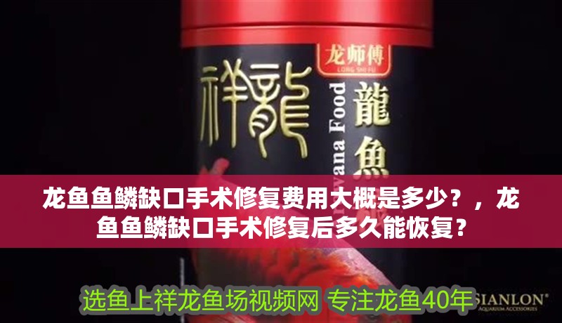 龍魚魚鱗缺口手術修復費用大概是多少？，龍魚魚鱗缺口手術修復后多久能恢復？