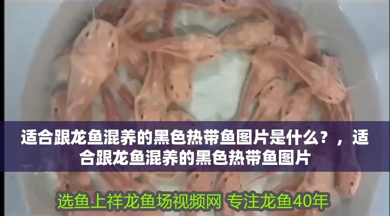 適合跟龍魚混養(yǎng)的黑色熱帶魚圖片是什么？，適合跟龍魚混養(yǎng)的黑色熱帶魚圖片