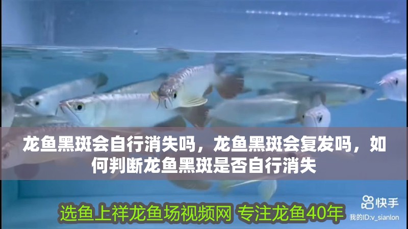龍魚黑斑會自行消失嗎，龍魚黑斑會復發嗎，如何判斷龍魚黑斑是否自行消失
