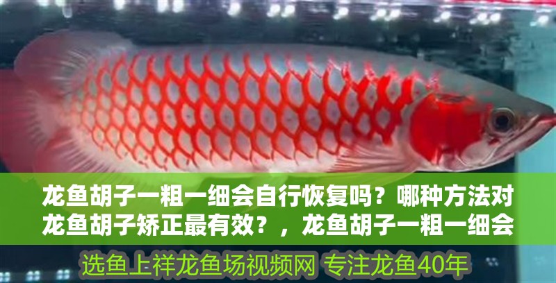 龍魚胡子一粗一細會自行恢復(fù)嗎？哪種方法對龍魚胡子矯正最有效？，龍魚胡子一粗一細會自行恢復(fù)嗎