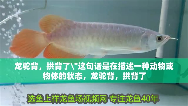 龍駝背，拱背了\
