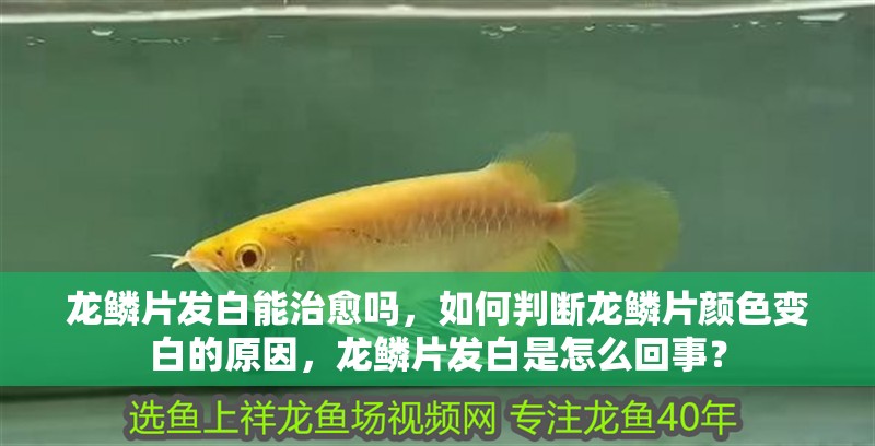 龍鱗片發白能治愈嗎，如何判斷龍鱗片顏色變白的原因，龍鱗片發白是怎么回事？