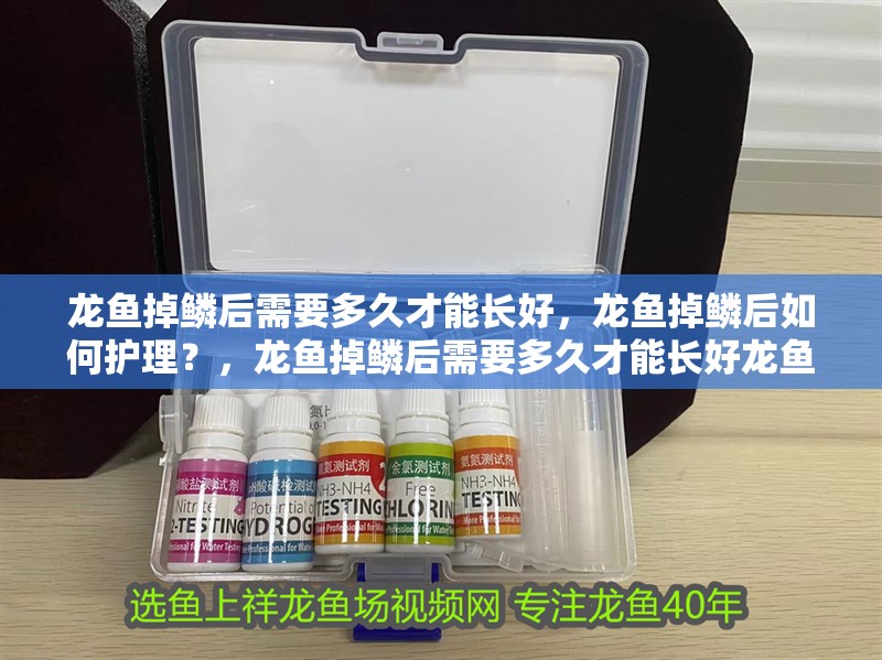 龍魚掉鱗后需要多久才能長好，龍魚掉鱗后如何護理？，龍魚掉鱗后需要多久才能長好龍魚掉鱗后需要多久才能長好