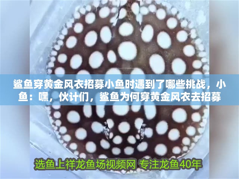 鯊魚穿黃金風衣招募小魚時遇到了哪些挑戰，小魚：嘿，伙計們，鯊魚為何穿黃金風衣去招募，有哪些可能的背景故事？