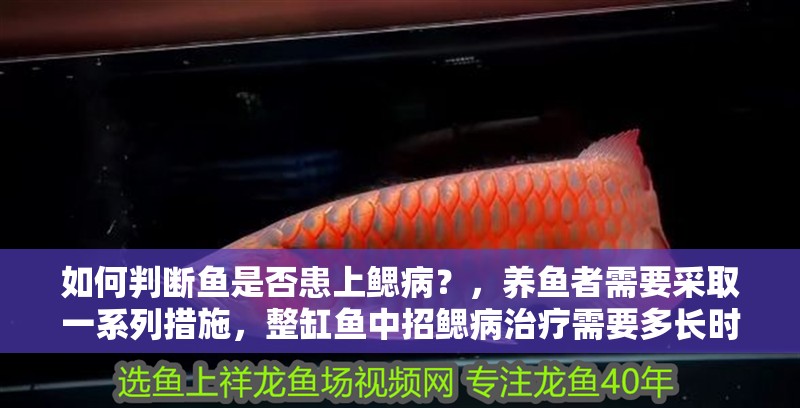 如何判斷魚是否患上鰓??？，養魚者需要采取一系列措施，整缸魚中招鰓病治療需要多長時間