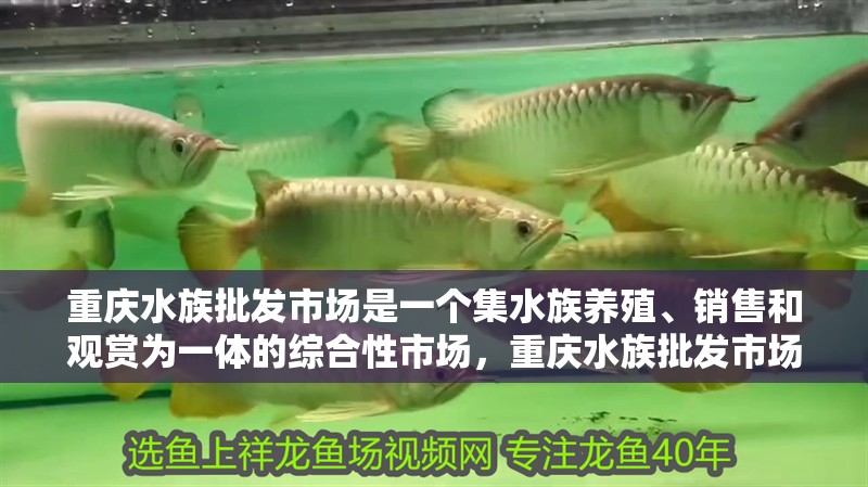 重慶水族批發市場是一個集水族養殖、銷售和觀賞為一體的綜合性市場，重慶水族批發市場哪個最大？