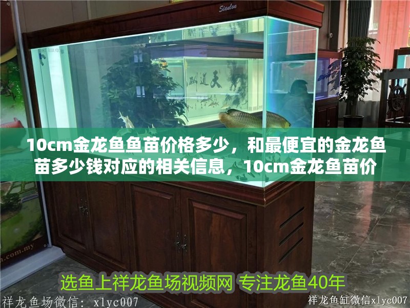 10cm金龍魚魚苗價格多少，和最便宜的金龍魚苗多少錢對應(yīng)的相關(guān)信息，10cm金龍魚苗價格多少和最便宜的金龍魚苗多少錢對應(yīng)的信息 10cm金龍魚魚苗價格多少，和最便宜的金龍魚苗多少錢對應(yīng)的相關(guān)信息，10cm金龍魚苗價格多少和最便宜的金龍魚苗多少錢對應(yīng)的信息 觀賞魚百科