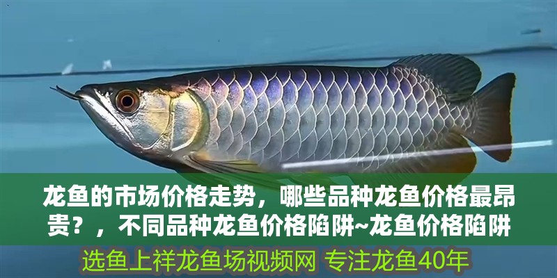 龍魚的市場價格走勢，哪些品種龍魚價格最昂貴？，不同品種龍魚價格陷阱~龍魚價格陷阱