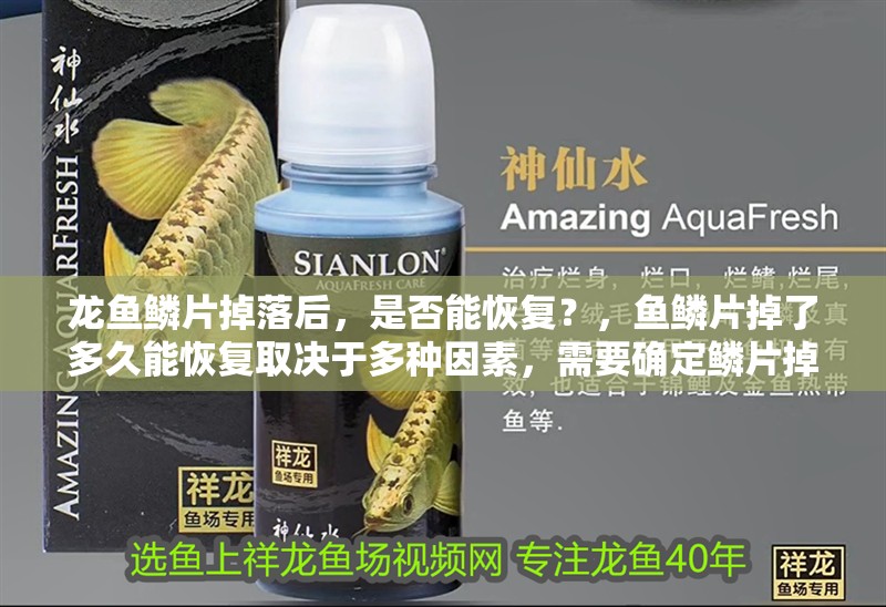 龍魚鱗片掉落后，是否能恢復(fù)？，魚鱗片掉了多久能恢復(fù)取決于多種因素，需要確定鱗片掉落的原因