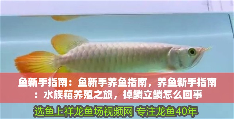魚新手指南：魚新手養魚指南，養魚新手指南：水族箱養殖之旅，掉鱗立鱗怎么回事