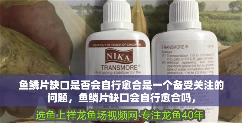 魚鱗片缺口是否會自行愈合是一個備受關注的問題，魚鱗片缺口會自行愈合嗎，