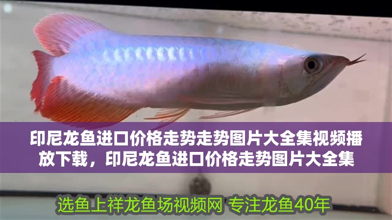 印尼龍魚進口價格走勢走勢圖片大全集視頻播放下載，印尼龍魚進口價格走勢圖片大全集