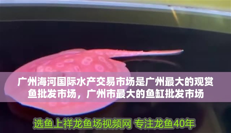 廣州海河國際水產交易市場是廣州最大的觀賞魚批發市場，廣州市最大的魚缸批發市場