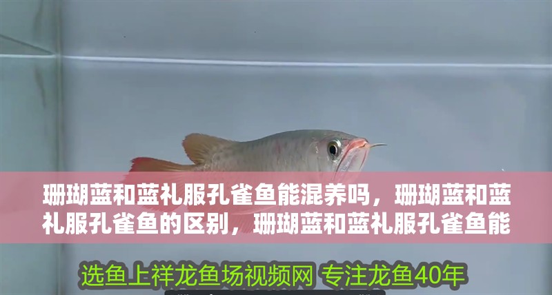 珊瑚藍(lán)和藍(lán)禮服孔雀魚(yú)能混養(yǎng)嗎，珊瑚藍(lán)和藍(lán)禮服孔雀魚(yú)的區(qū)別，珊瑚藍(lán)和藍(lán)禮服孔雀魚(yú)能混養(yǎng)嗎