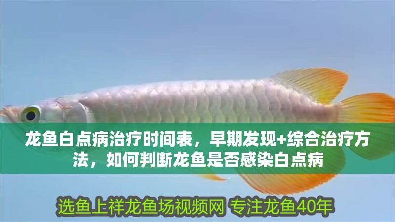 龍魚白點病治療時間表，早期發現+綜合治療方法，如何判斷龍魚是否感染白點病