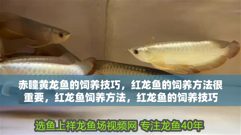 赤瞳黃龍魚的飼養技巧，紅龍魚的飼養方法很重要，紅龍魚飼養方法，紅龍魚的飼養技巧