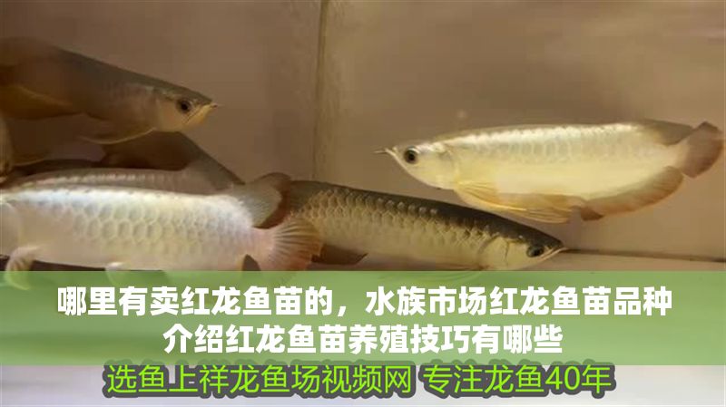哪里有賣紅龍魚苗的，水族市場紅龍魚苗品種介紹紅龍魚苗養(yǎng)殖技巧有哪些
