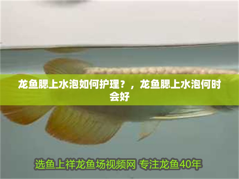 龍魚腮上水泡如何護理？，龍魚腮上水泡何時會好