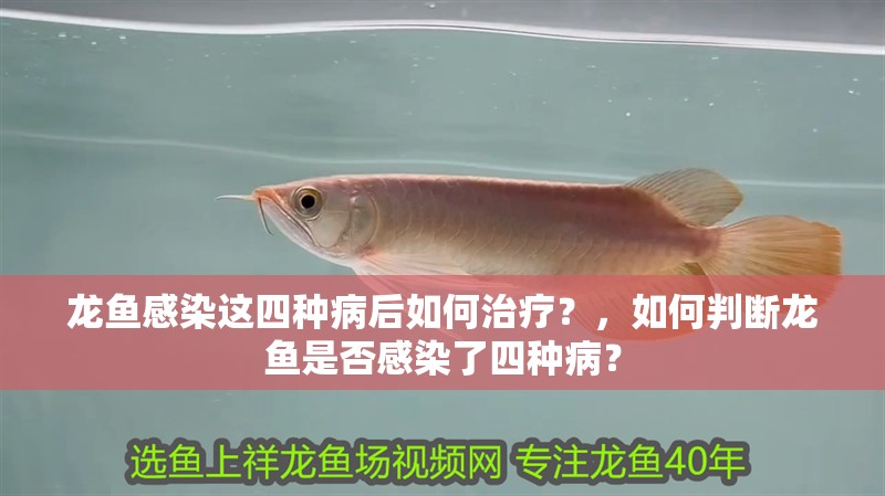 龍魚感染這四種病后如何治療？，如何判斷龍魚是否感染了四種病？