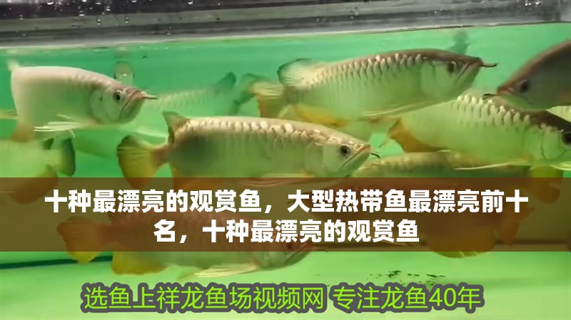 十種最漂亮的觀賞魚，大型熱帶魚最漂亮前十名，十種最漂亮的觀賞魚
