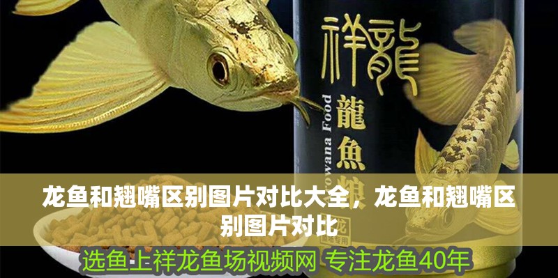 龍魚和翹嘴區(qū)別圖片對比大全，龍魚和翹嘴區(qū)別圖片對比