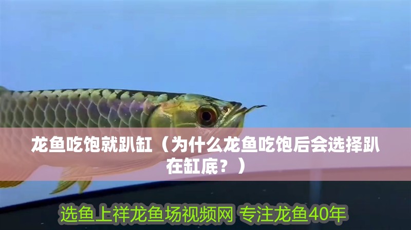 龍魚吃飽就趴缸（為什么龍魚吃飽后會選擇趴在缸底？）