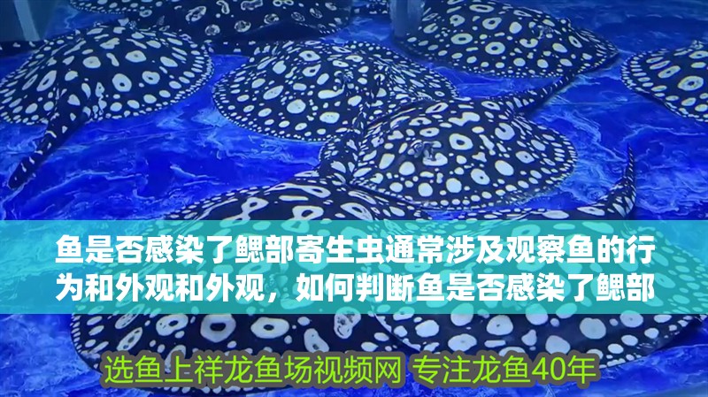 魚是否感染了鰓部寄生蟲通常涉及觀察魚的行為和外觀和外觀，如何判斷魚是否感染了鰓部寄生蟲