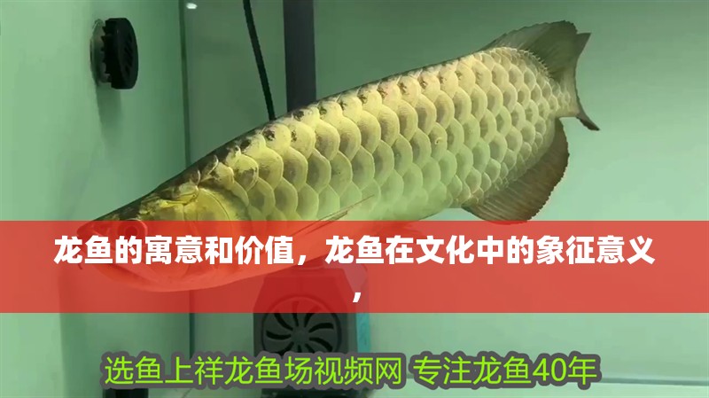 龍魚的寓意和價值，龍魚在文化中的象征意義，