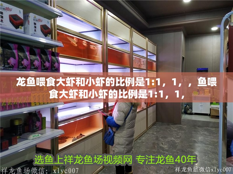 龍魚喂食大蝦和小蝦的比例是1:1，1，，魚喂食大蝦和小蝦的比例是1:1，1，