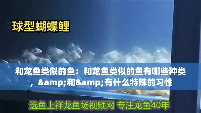 和龍魚類似的魚：和龍魚類似的魚有哪些種類，&和&有什么特殊的習性