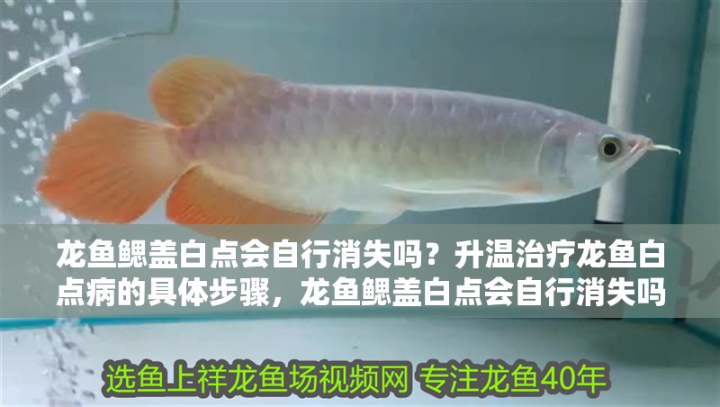 龍魚鰓蓋白點會自行消失嗎？升溫治療龍魚白點病的具體步驟，龍魚鰓蓋白點會自行消失嗎