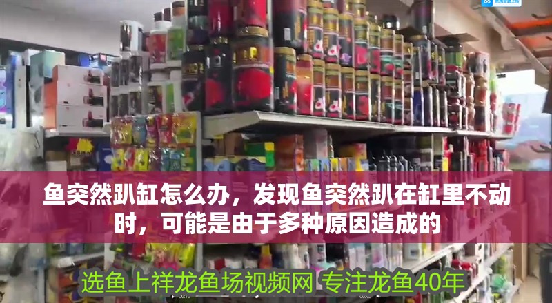 魚突然趴缸怎么辦，發現魚突然趴在缸里不動時，可能是由于多種原因造成的