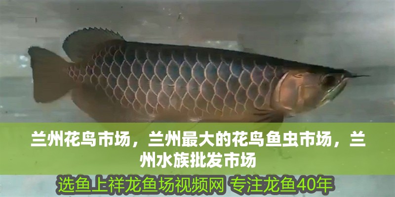 蘭州花鳥市場(chǎng)，蘭州最大的花鳥魚蟲市場(chǎng)，蘭州水族批發(fā)市場(chǎng)