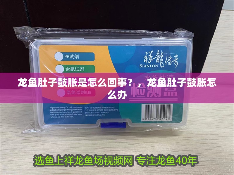 龍魚肚子鼓脹是怎么回事？，龍魚肚子鼓脹怎么辦
