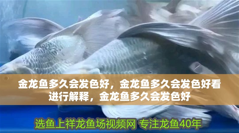 金龍魚多久會發色好，金龍魚多久會發色好看進行解釋，金龍魚多久會發色好