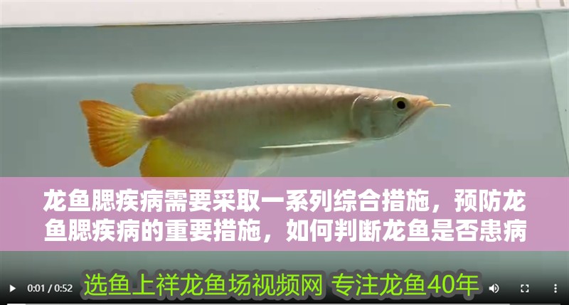 龍魚腮疾病需要采取一系列綜合措施，預防龍魚腮疾病的重要措施，如何判斷龍魚是否患病